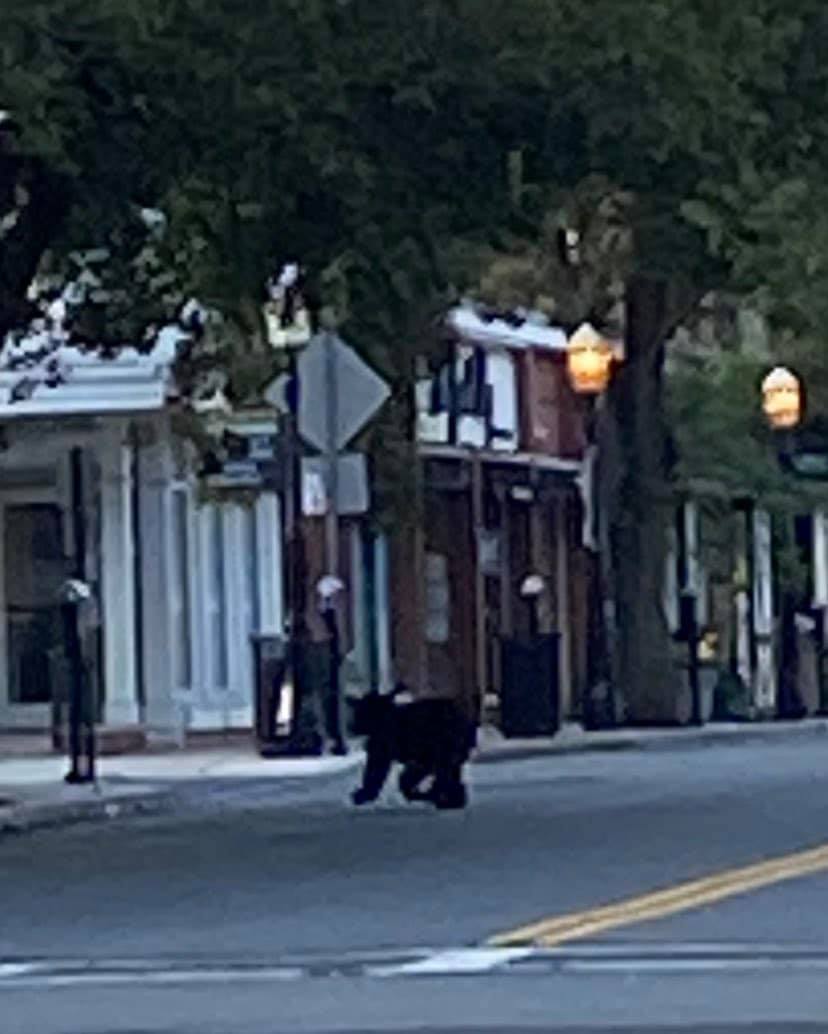 Bear sightings temporarily shut down the Middlesex County Greenway in Metuchen