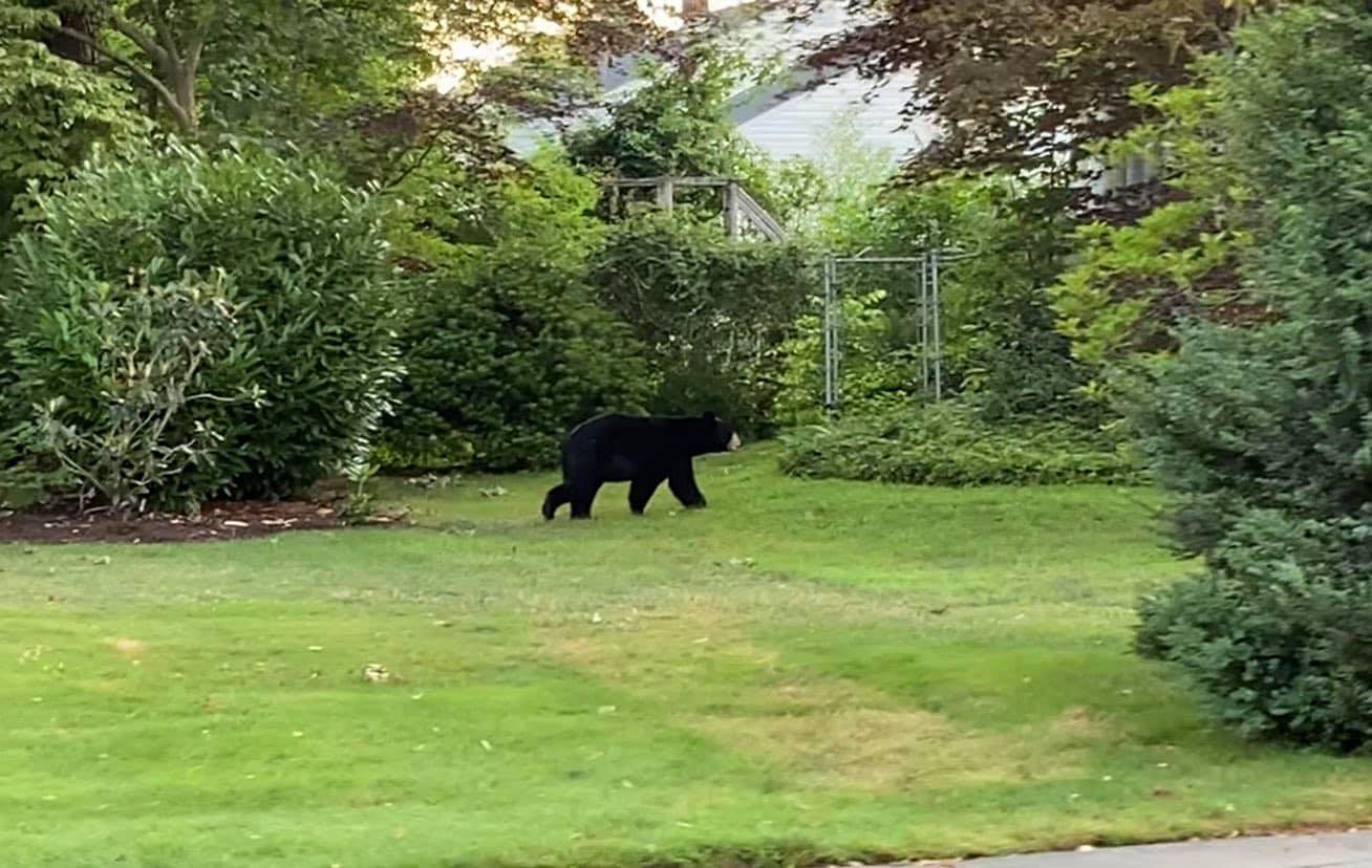 Edison reports black bear sighting in the area of the Middlesex County Greenway traveling towards Metuchen