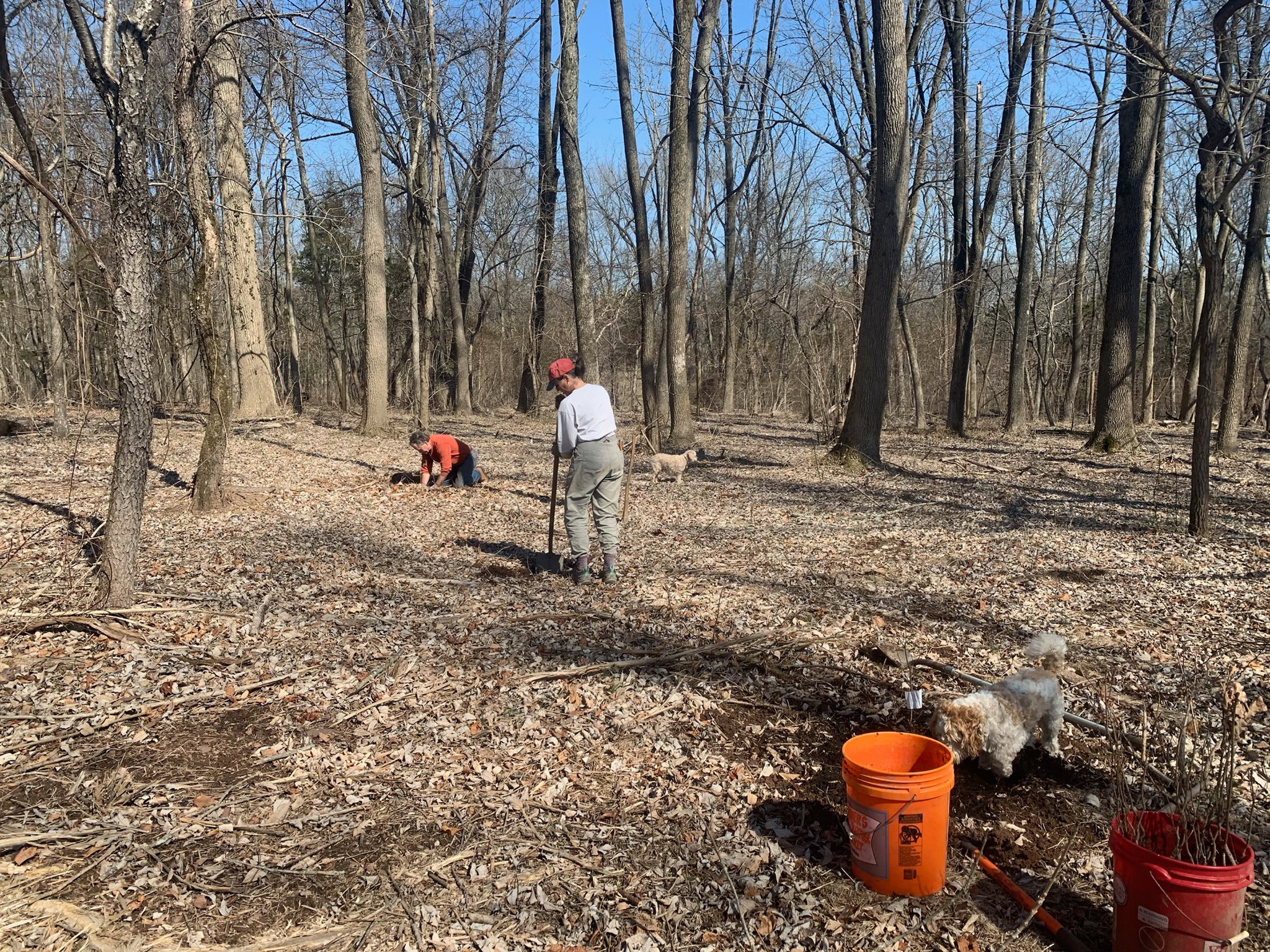 Friends of Princeton Open Space, Garden Club of Princeton plan to continue planting efforts