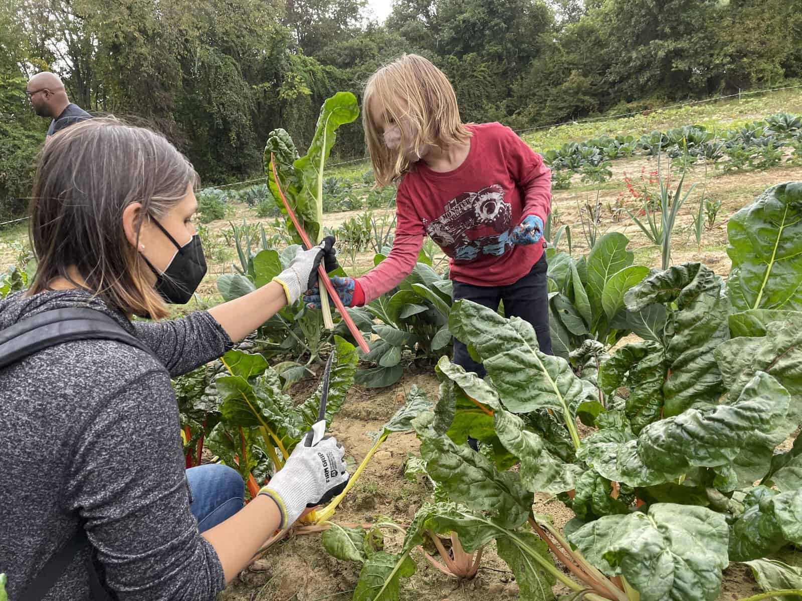 Volunteers glean for a good cause