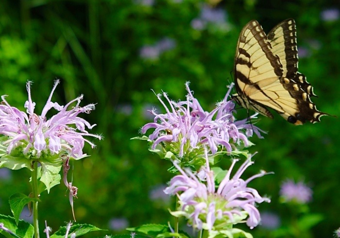 ‘Citizen scientists’ can participate in Middlesex County’s month-long BioBlitz campaign in September