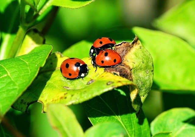 Girl Scouts to release 1,000 ladybugs at East Brunswick complex