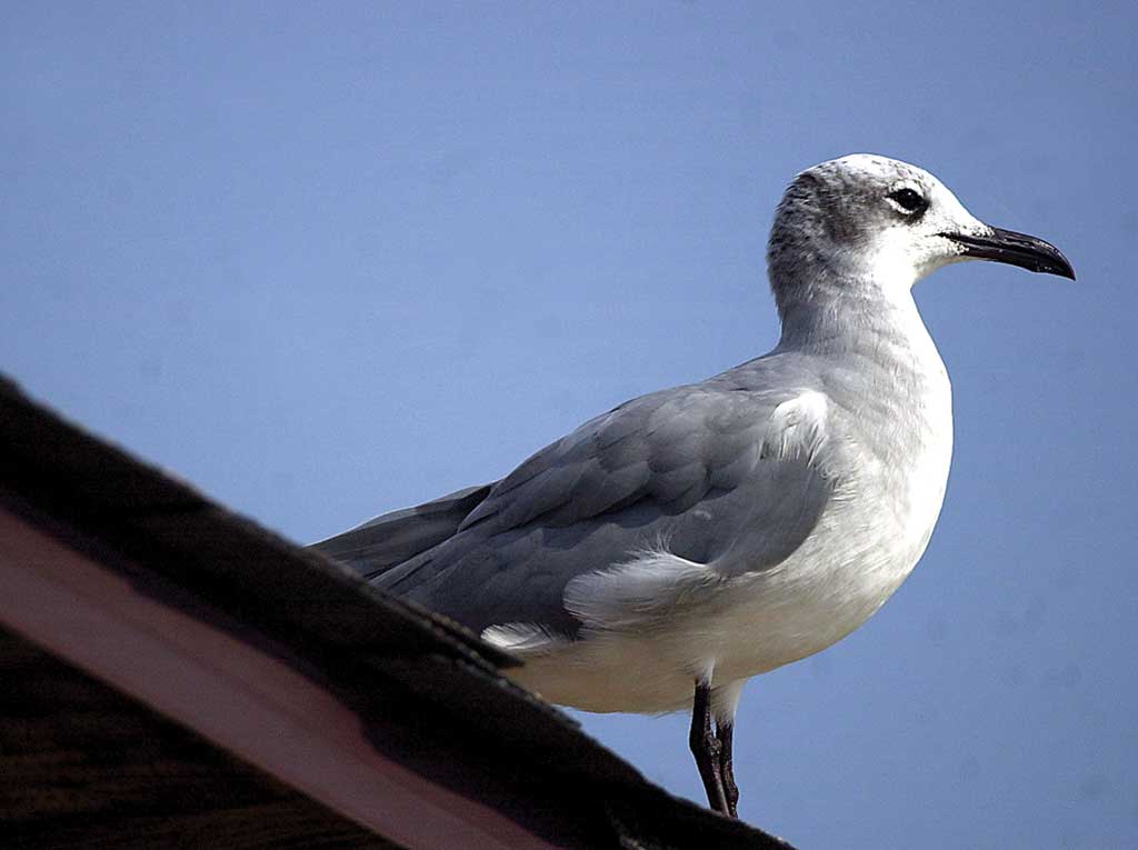 Sandy Hook bird walk set for July 21