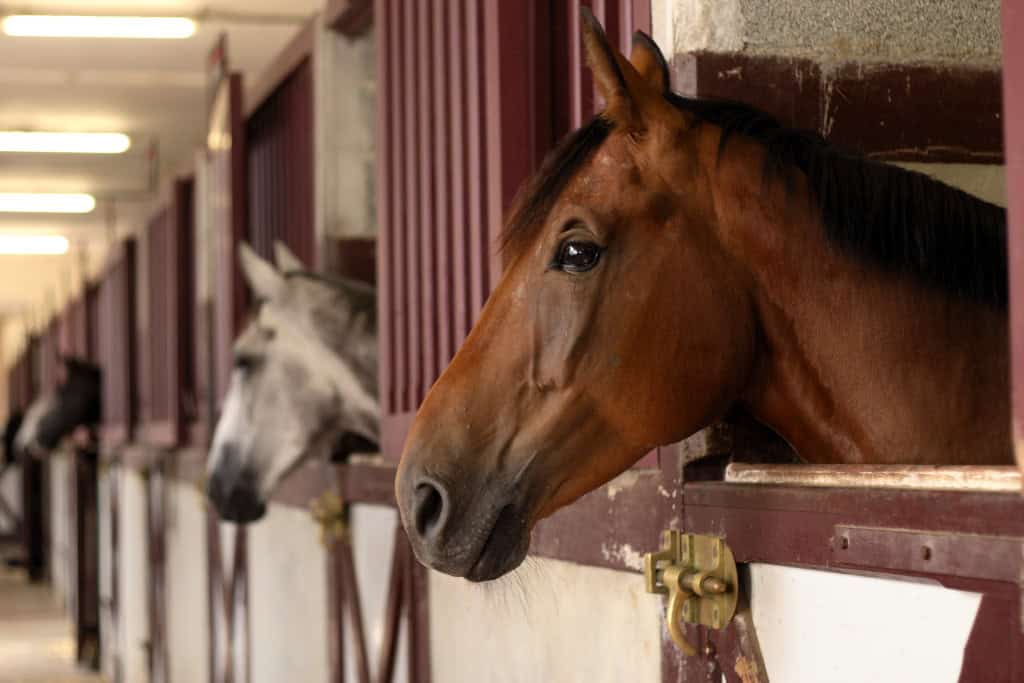 Photo Credit: Horse: Credit: benoit jacquelin 