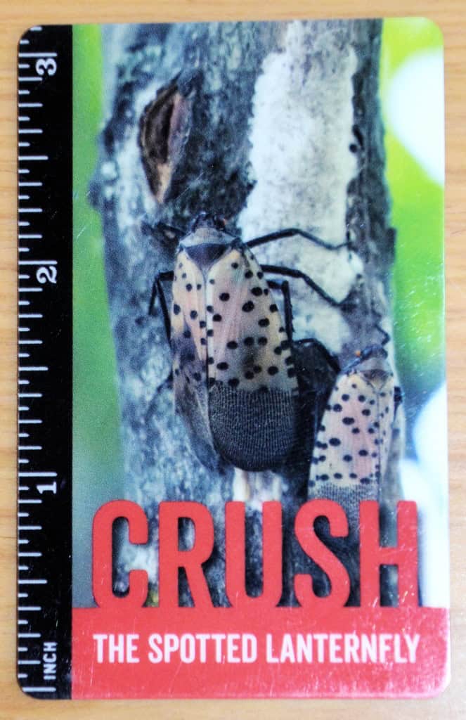 Dept. of Agriculture encourages residents to destroy spotted lanternfly egg masses