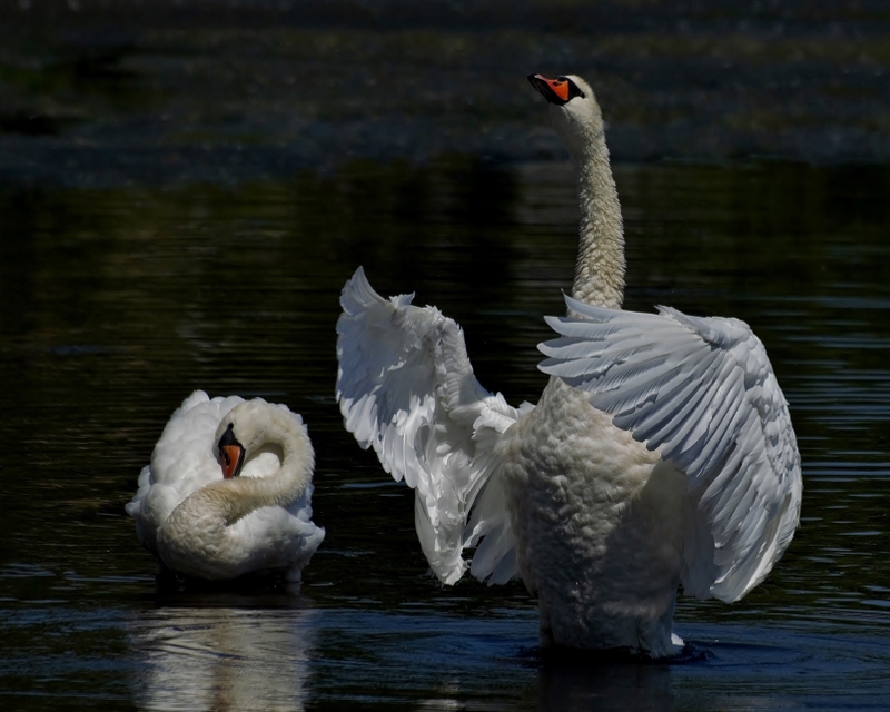 Nature photography by Julie Lee at Plainsboro Library