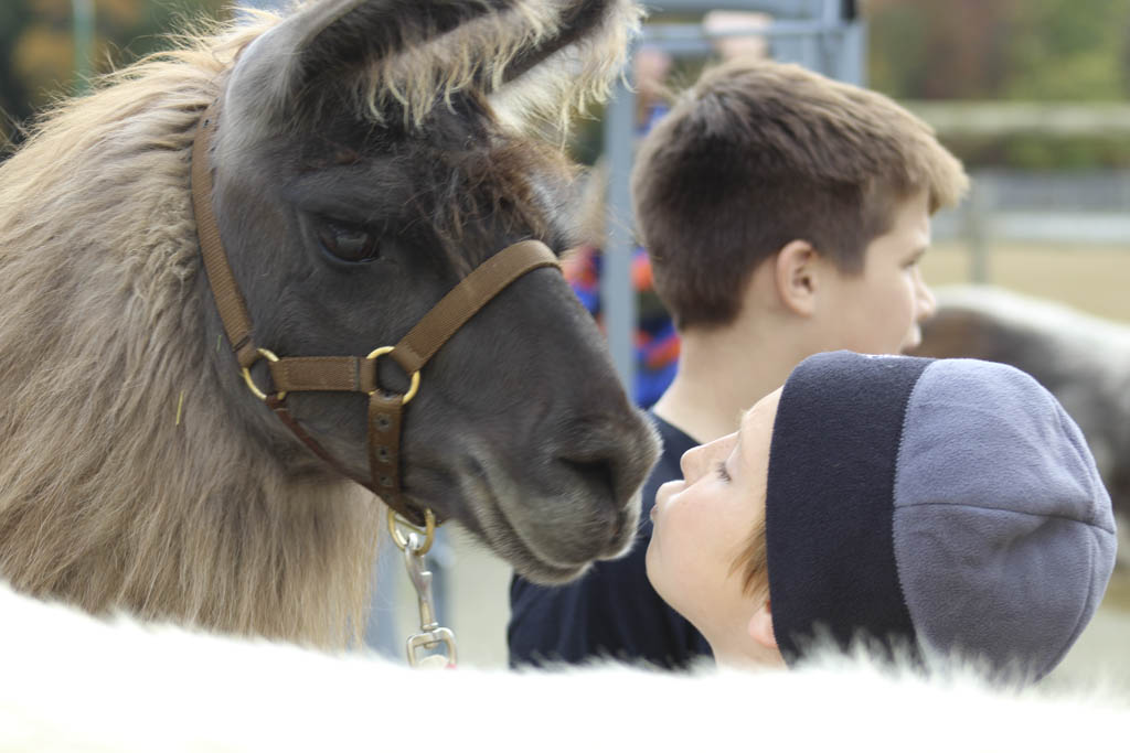 New Egypt farm affords guests a chance to meet llamas