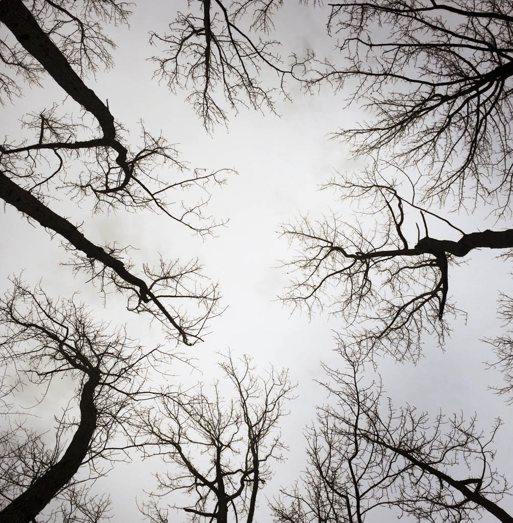 Trees and branches can be placed curbside in Sayreville for pickup