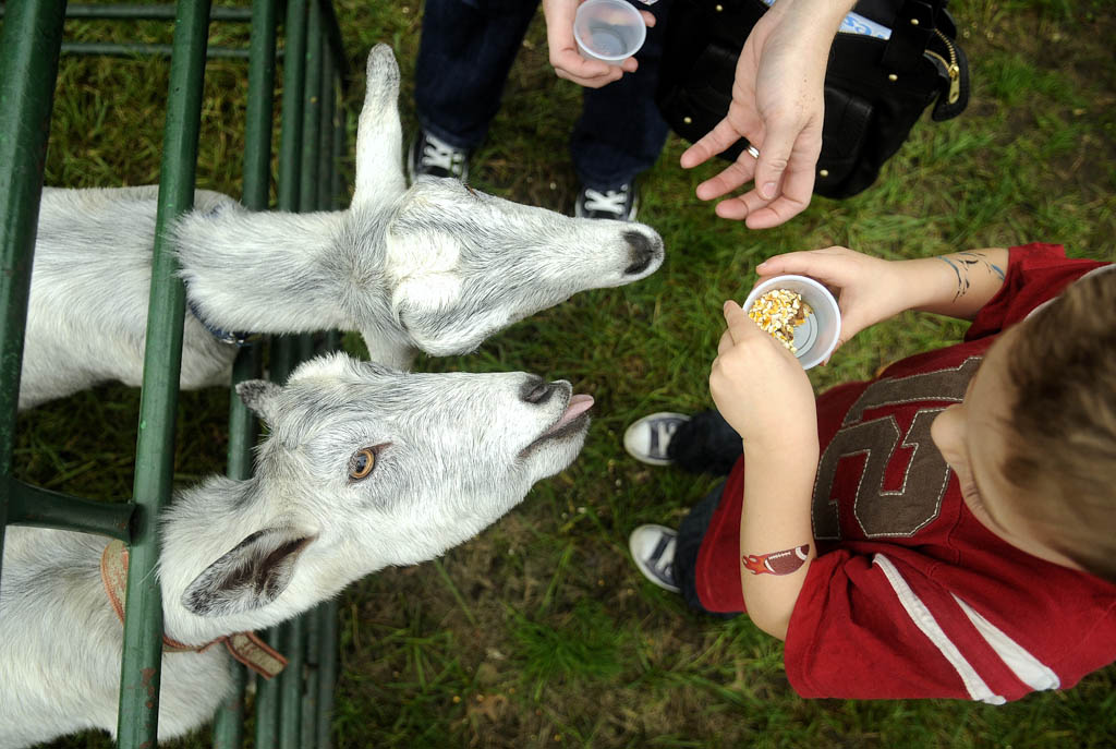 East Brunswick Library to hold petting zoo June 25