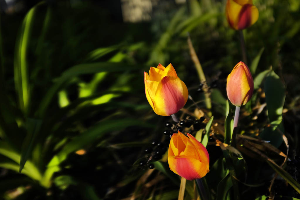 Mothers and sons welcome to plant tulips in honor of Mother’s Day