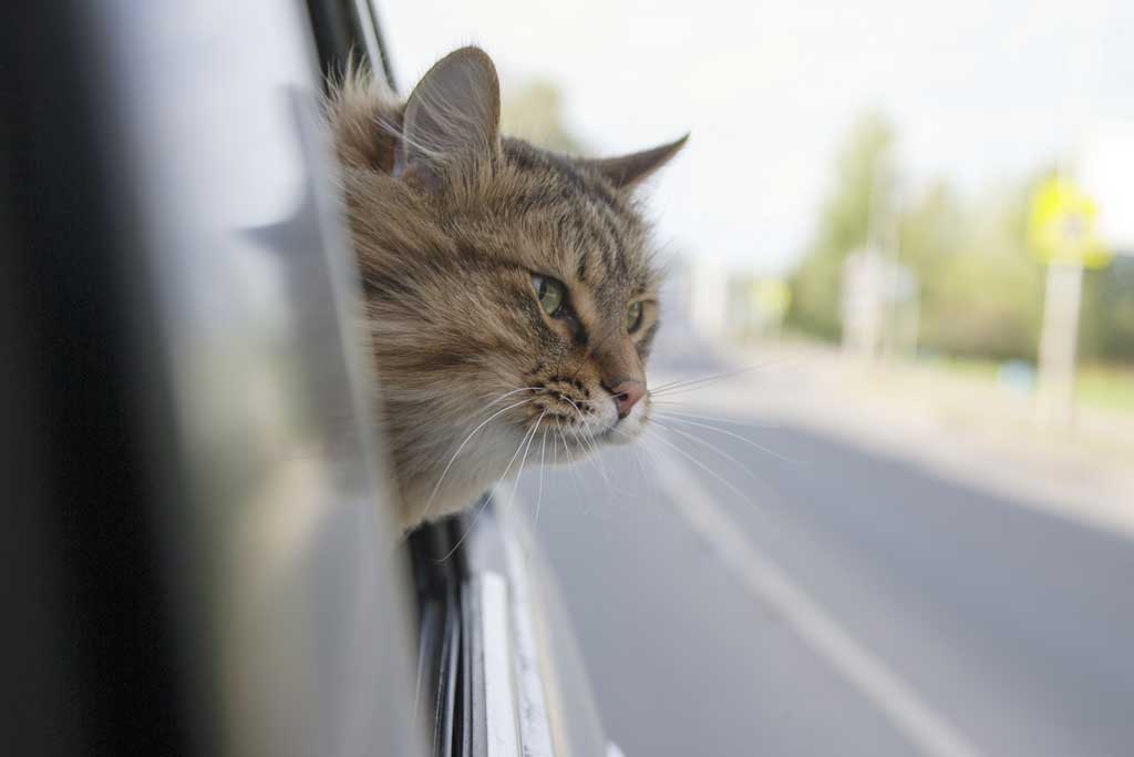 South Brunswick Library holds collection drive for SAVE Animal Rescue