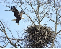 Opinion: Try something new and put out a bird feeder