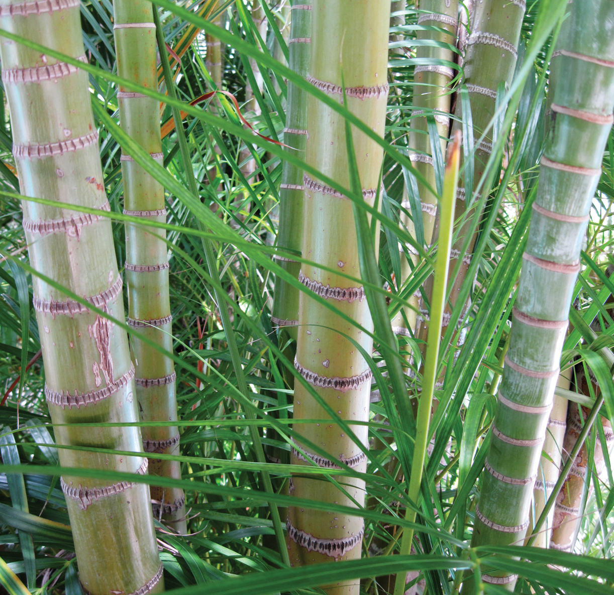 Eatontown officials prohibit planting of bamboo in borough