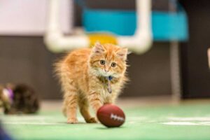 2016 COPYRIGHT CROWN MEDIA FAMILY NETWORKS/PHOTOGRAPHER MARC LEMOINE Howey Longhair Kitten Bowl III