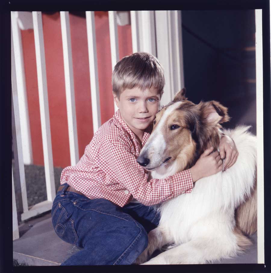 From short story to silver screen — how Lassie became America’s favorite canine