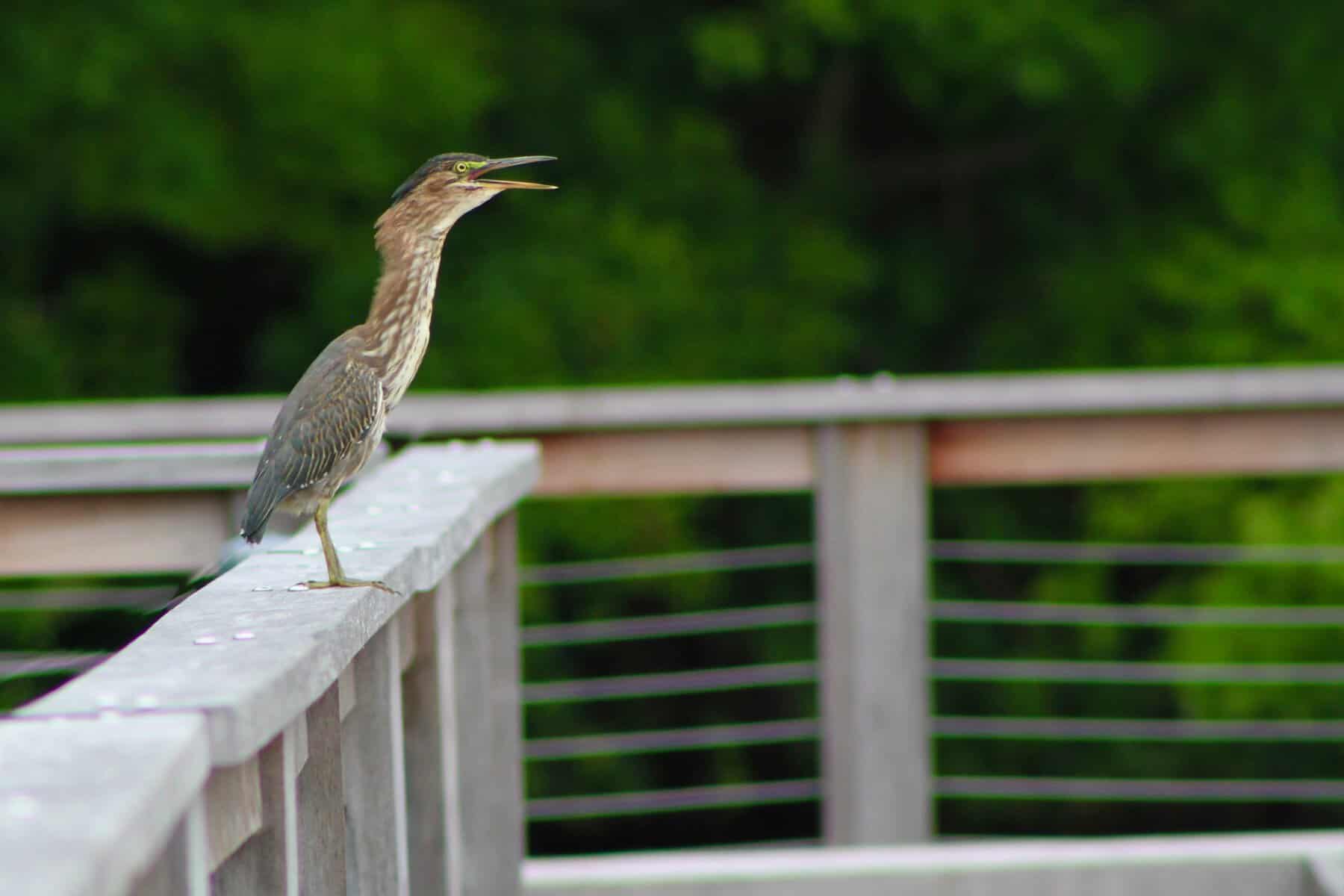 Opinion: Migrating birds and light pollution