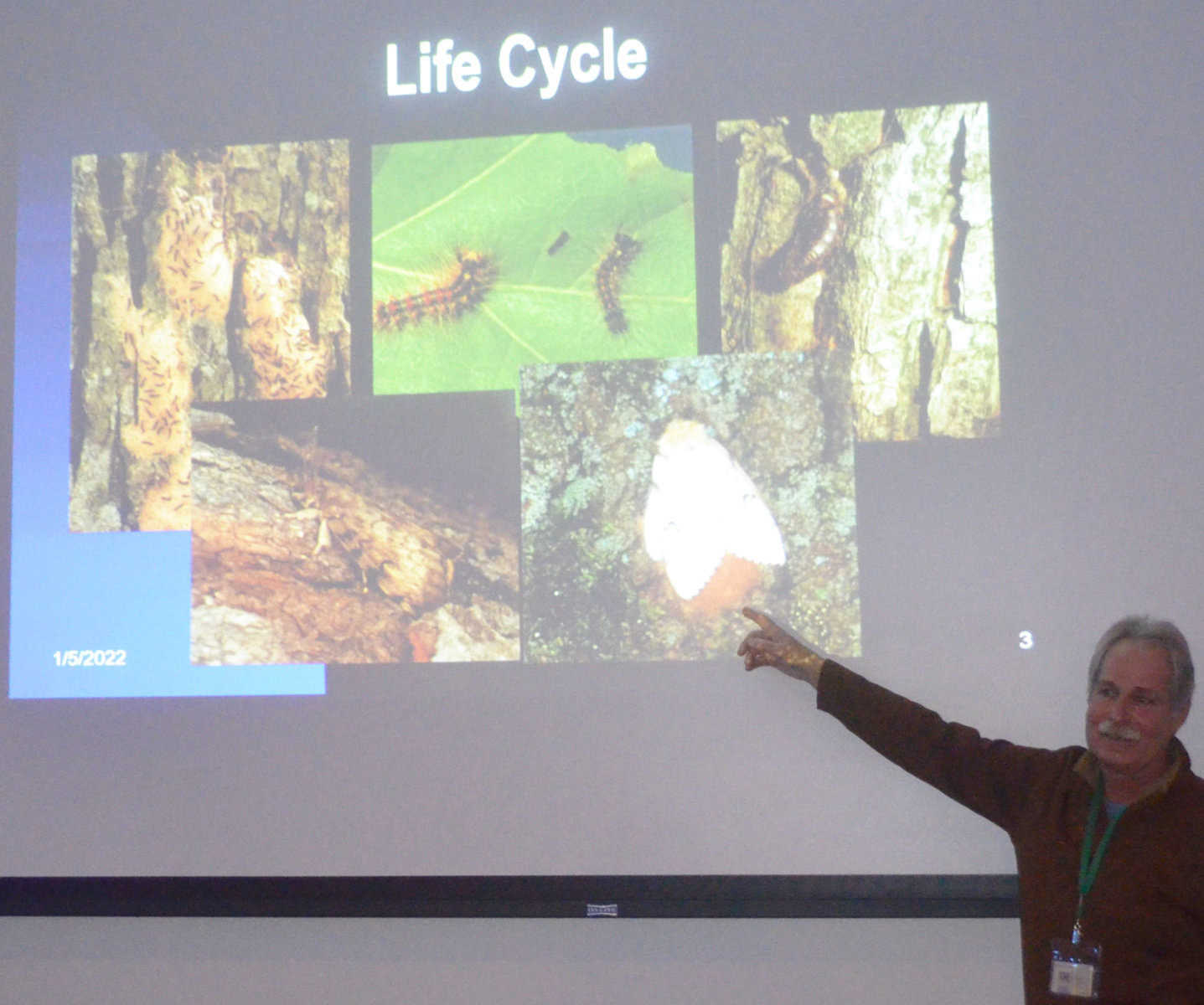 Gypsy moth treatment plan announced for Burlington County