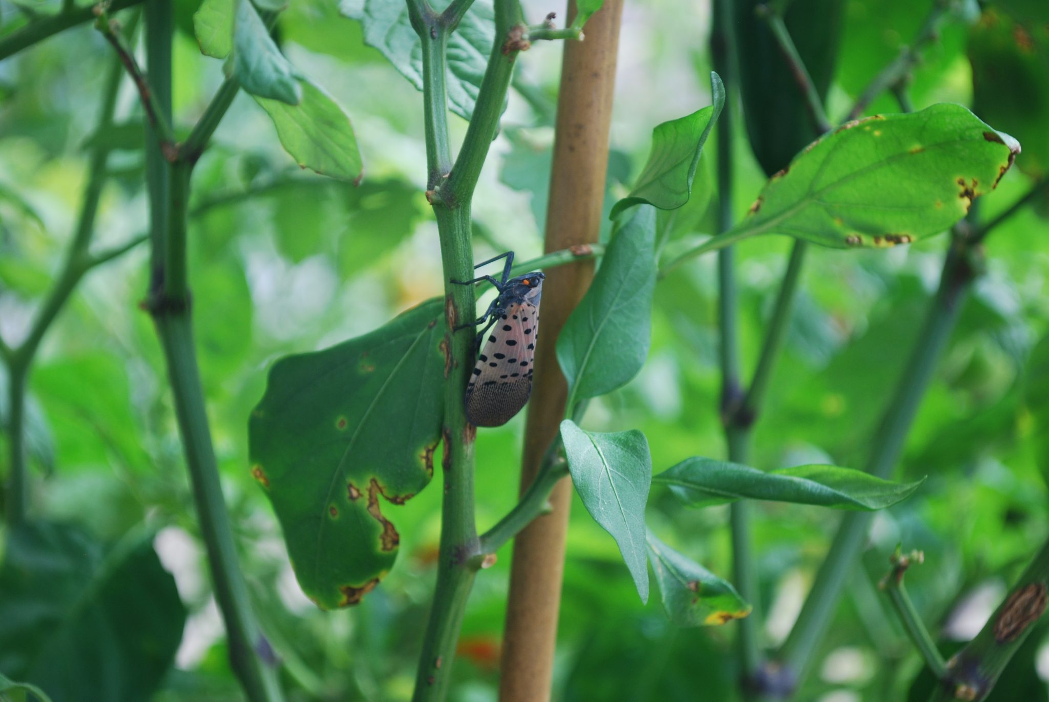 Spotted lanternfly nymphs spotted in Cranbury