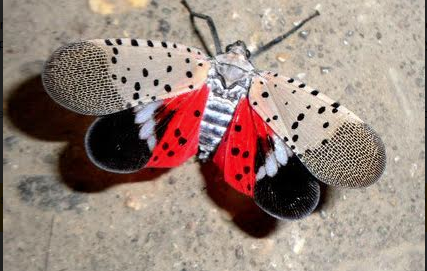 Burlington County Commissioners call on residents to help ‘Beat the Bug’ by destroying spotted lanternfly egg masses