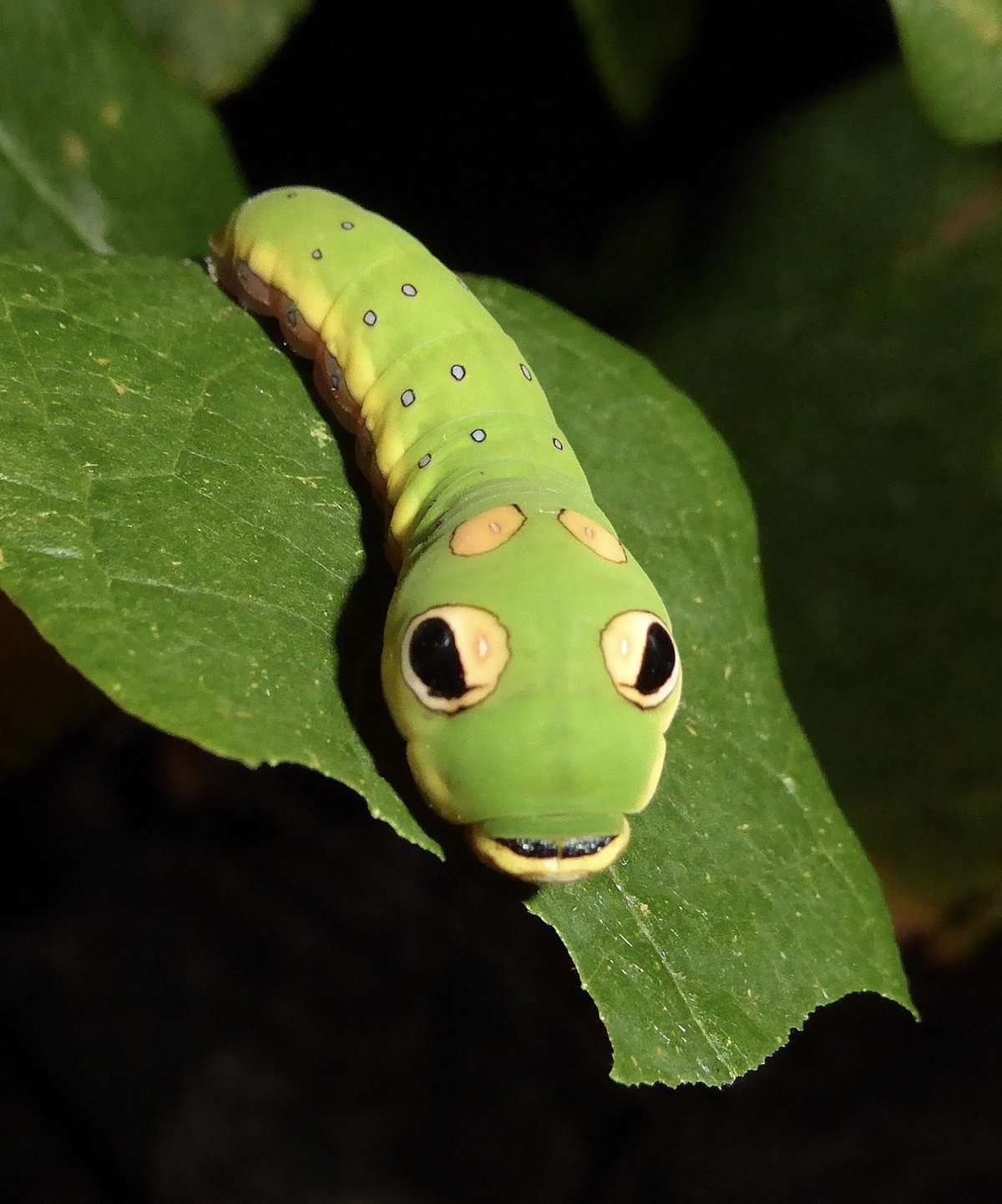 ‘Moth-ers’ prepare to celebrate National Moth Week