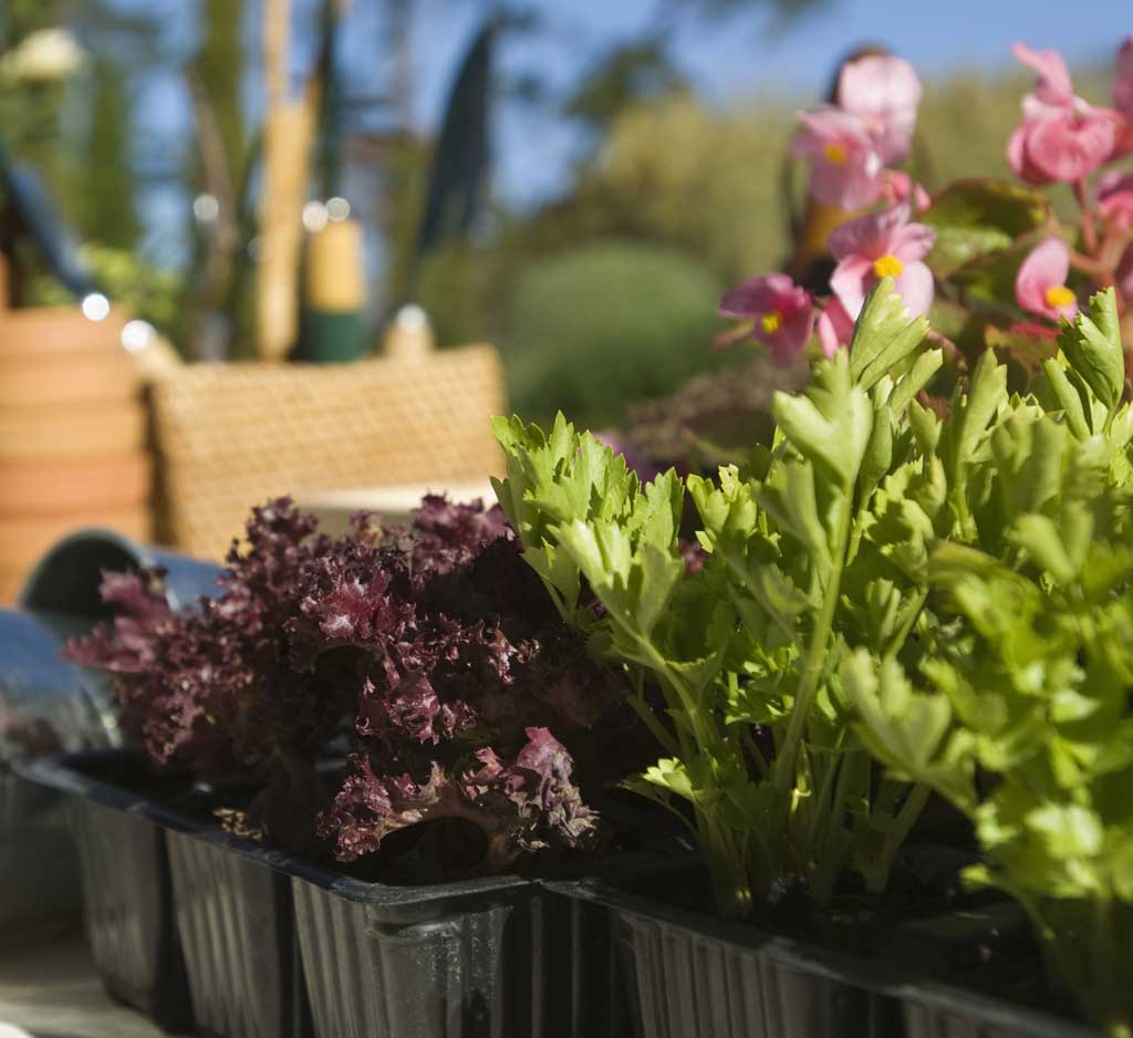 Container gardening program set for May 2