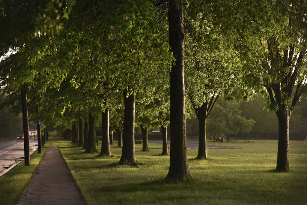 Receive free seedlings while cleaning up Kennedy Park in Sayreville on April 27