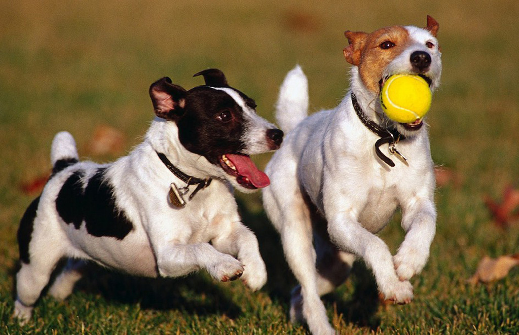 A night on the town for Red Bank pet owners