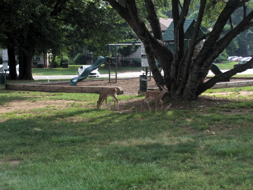 Resident wants deer relocated in Edison, not hunted