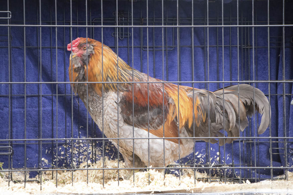 Princeton chicken ordinance approved