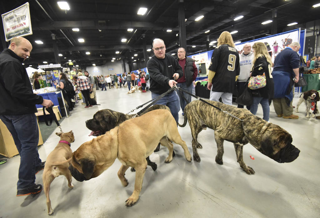 Super Pet Expo to include rabbit jumping, dog tricks, cat petting area