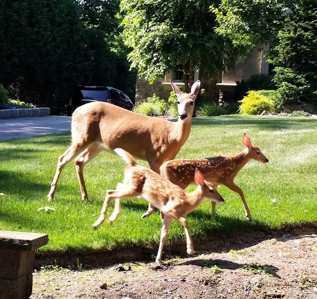 Edison may consider ovariectomies in an effort to cull the deer population