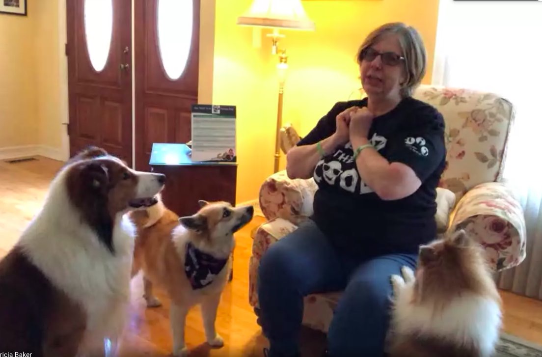 Lakeside School students receive virtual visit from AIR therapy dogs