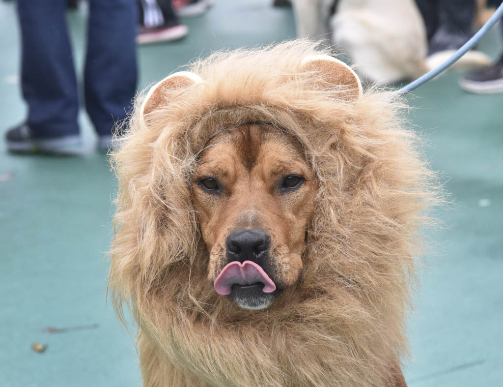 Student-made doghouses to be displayed at Oct. 22 DogFest