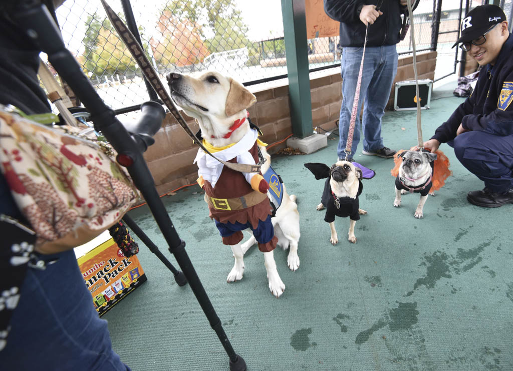 Animal rescue to hold fall festival Oct. 20