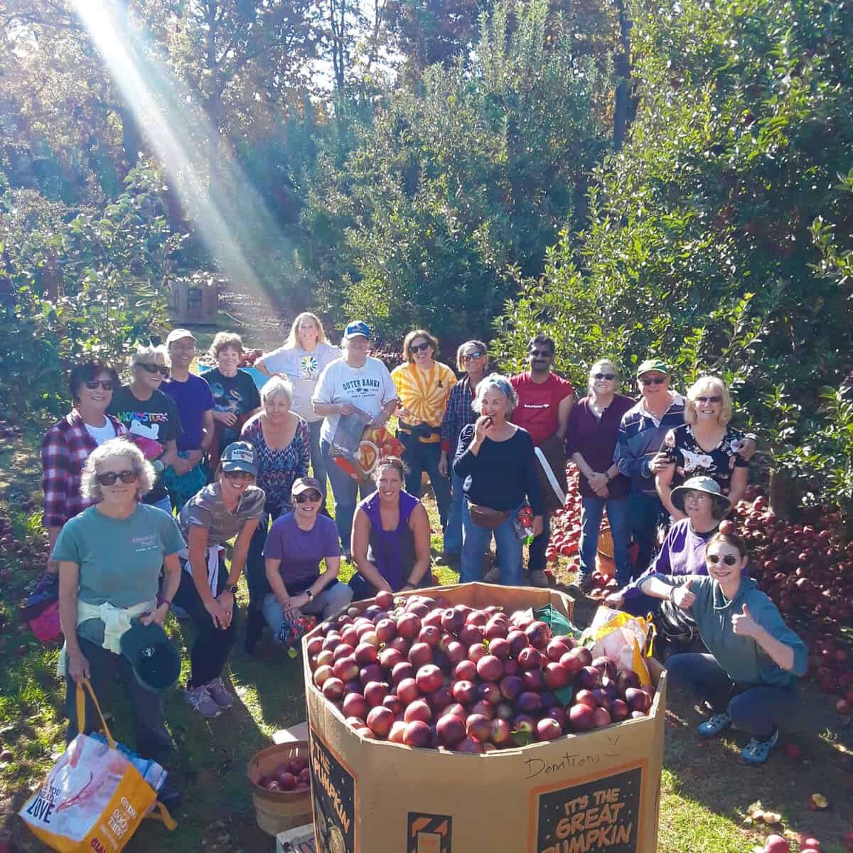 Volunteers glean apples at Lee Turkey Farm for distribution in Thanksgiving baskets