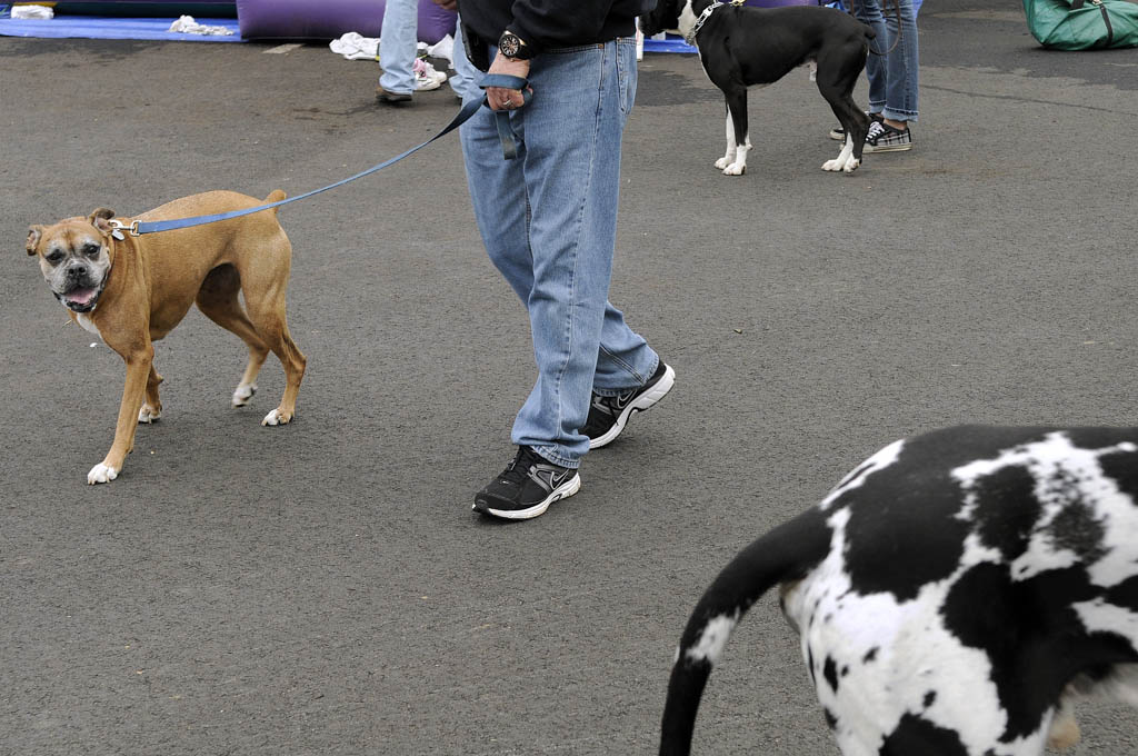 Dog walk supports military working and service dogs for wounded warriors