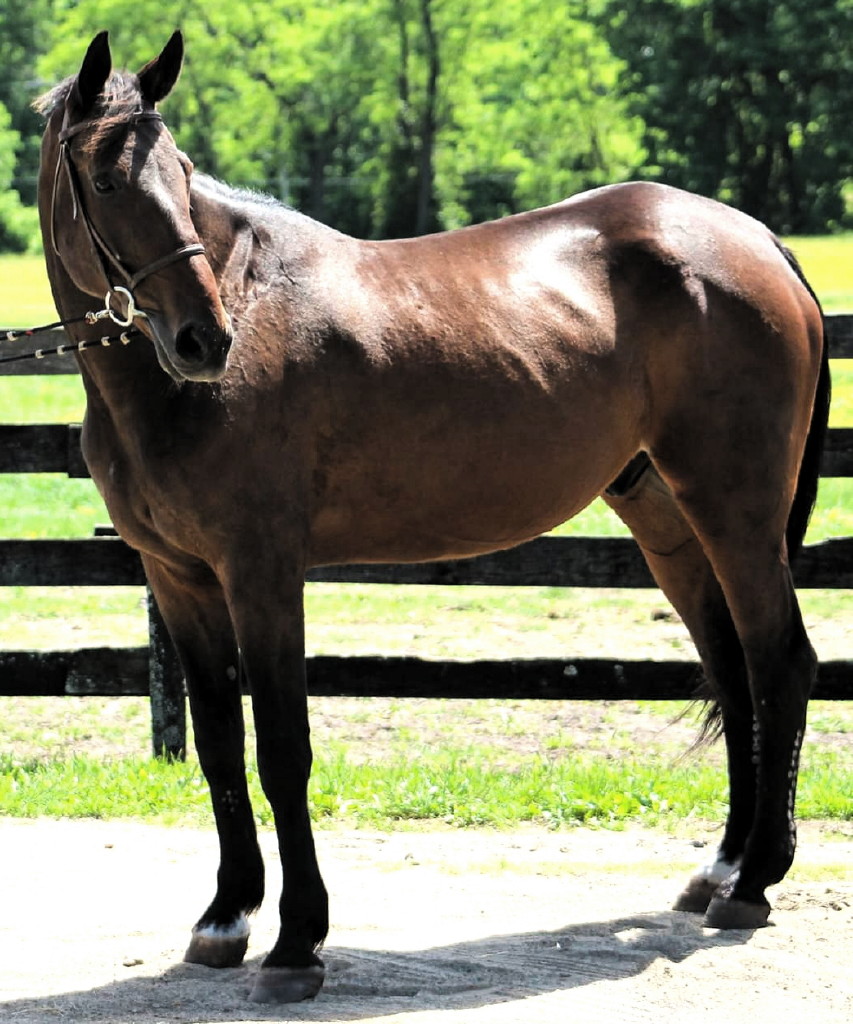 Mercer County Stables expands recreational and therapeutic programs