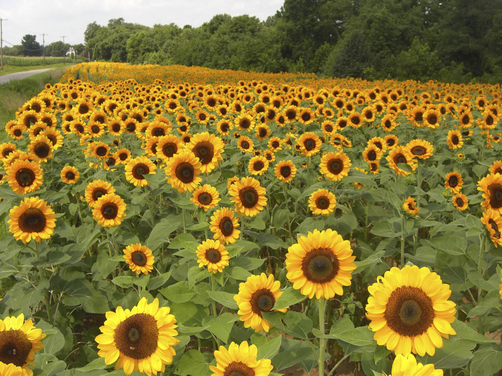 Sunflower to be focus of adult finger-painting class in North Brunswick