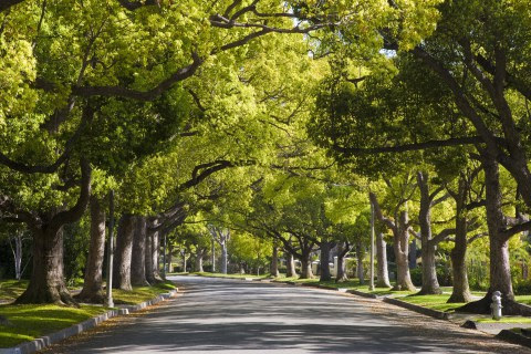 Arbor Day Foundation recognizes Lawrence Township as Tree City USA