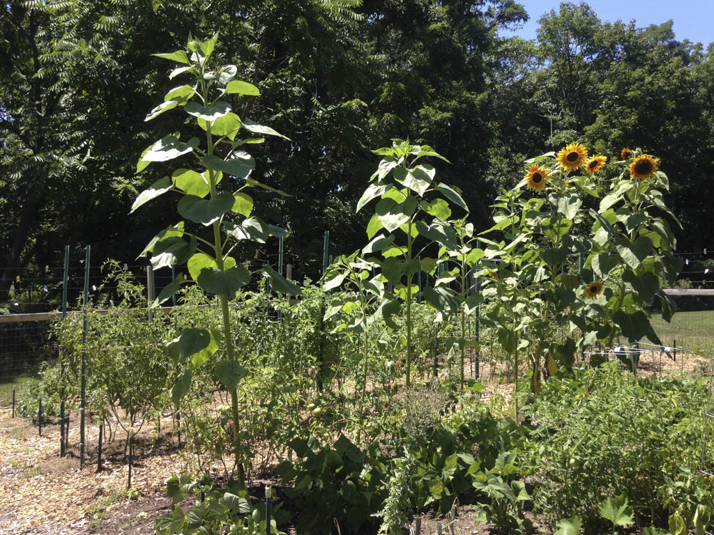 Gardening club open to North Brunswick seniors