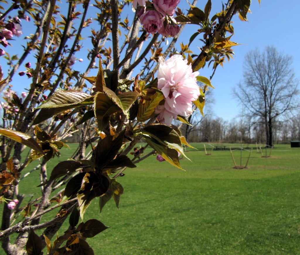 HILLSBOROUGH: Rotary marks Arbor Day with 35 trees