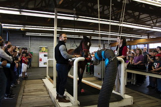 PHOTOS COURTESY OF THE EQUINE SCIENCE CENTER