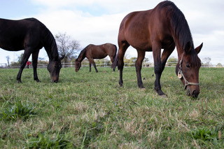 PHOTOS COURTESY OF THE EQUINE SCIENCE CENTER