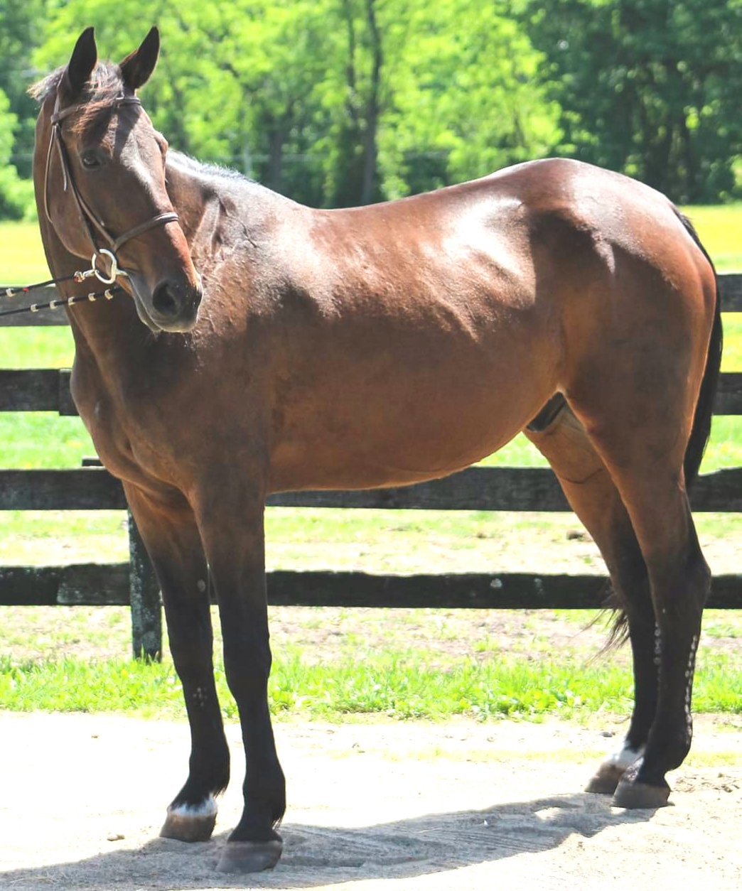 Pandemic takes toll on rescued racehorses as horse sanctuary reopens