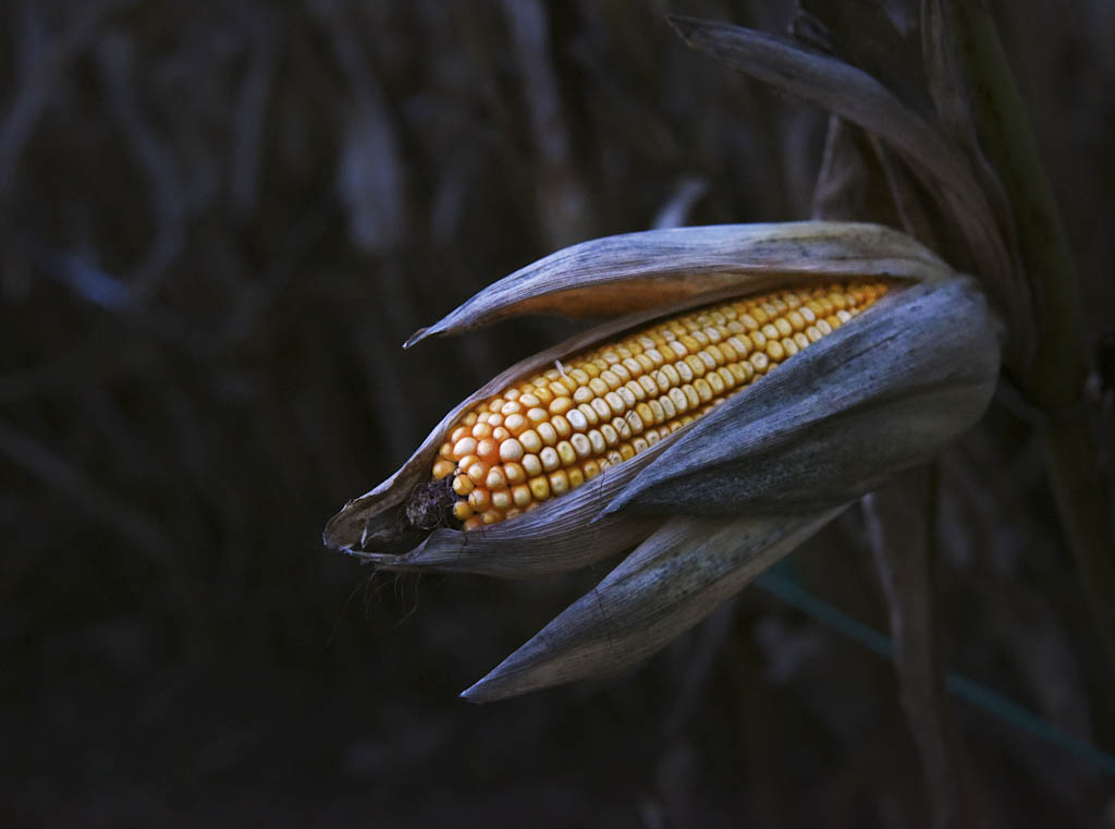 Howell Living History Farm produces crops for local food banks