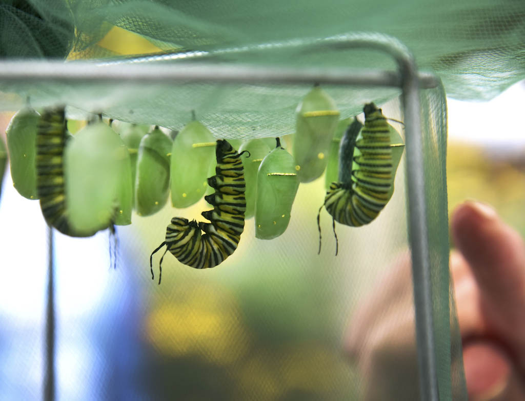 Annual ‘Insect Festival’ will teach about importance of insects on Sept. 10