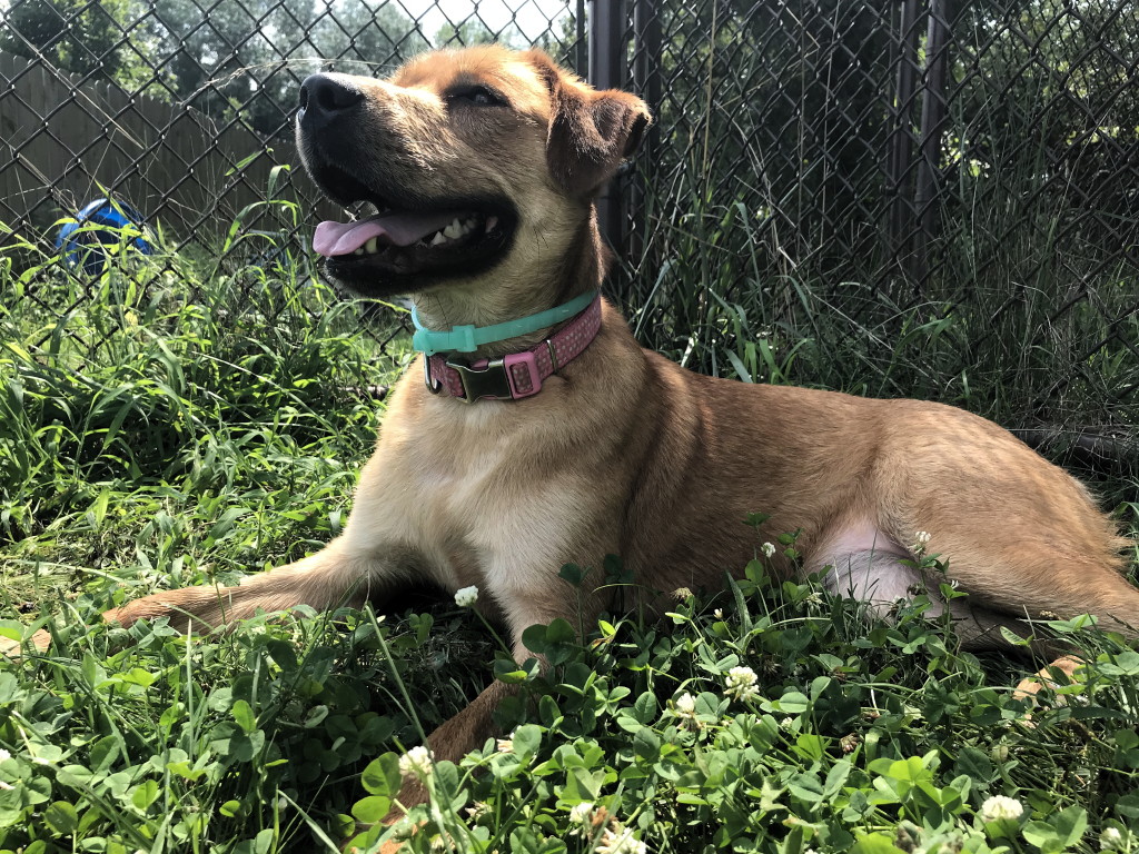 Man’s best friend: Local animal shelter puts pets first