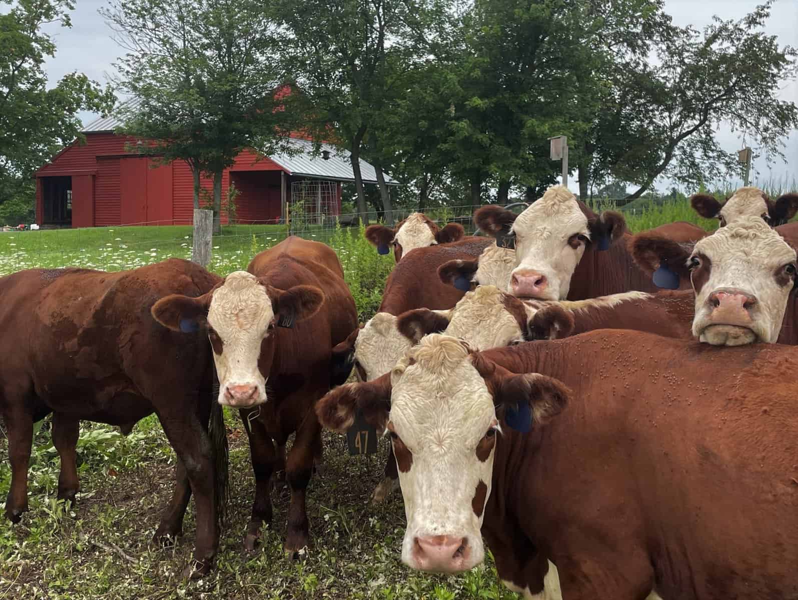 The cows come home to D&R Greenway’s St. Michaels Farm