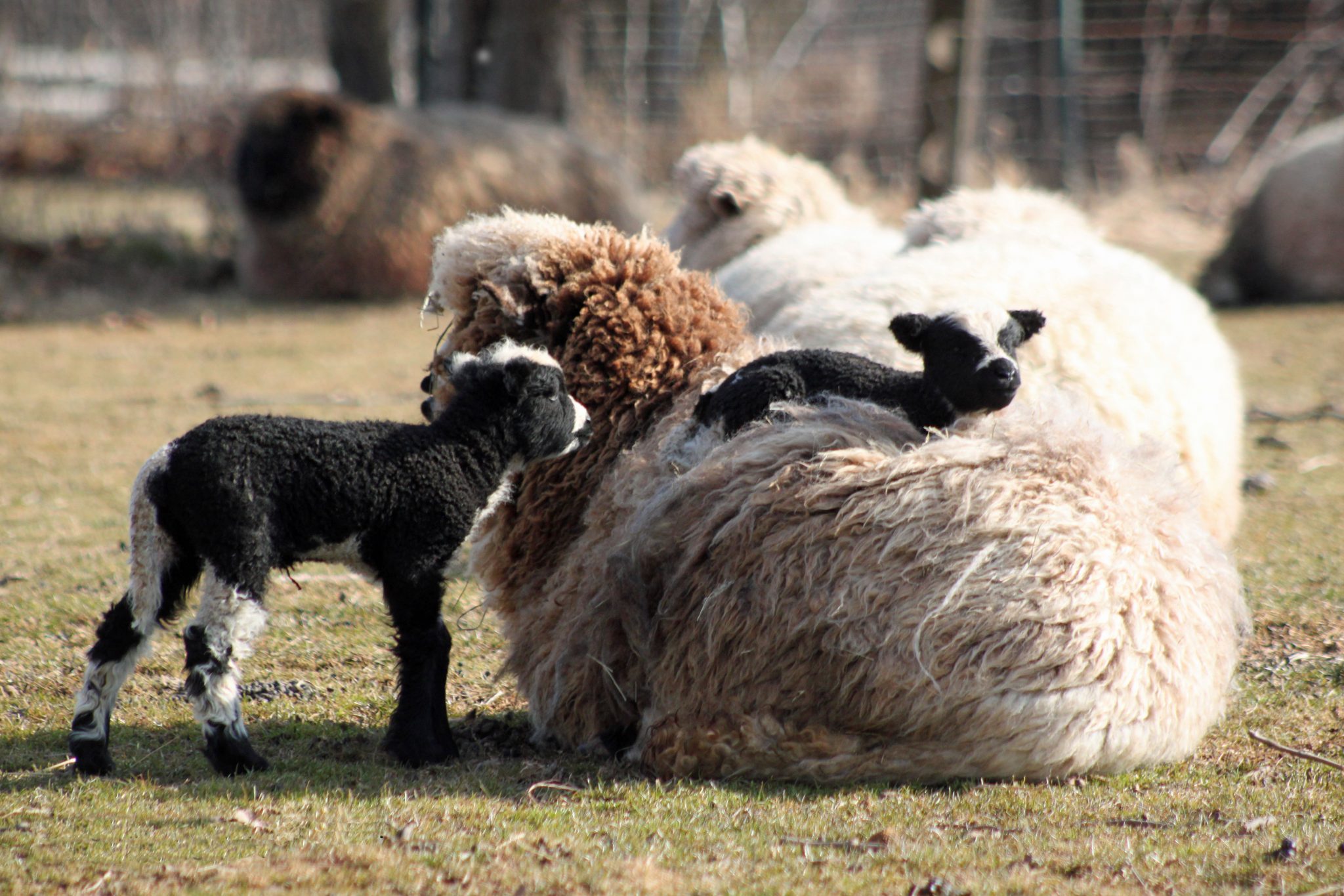 Baby lambs born at Howell Living History Farm