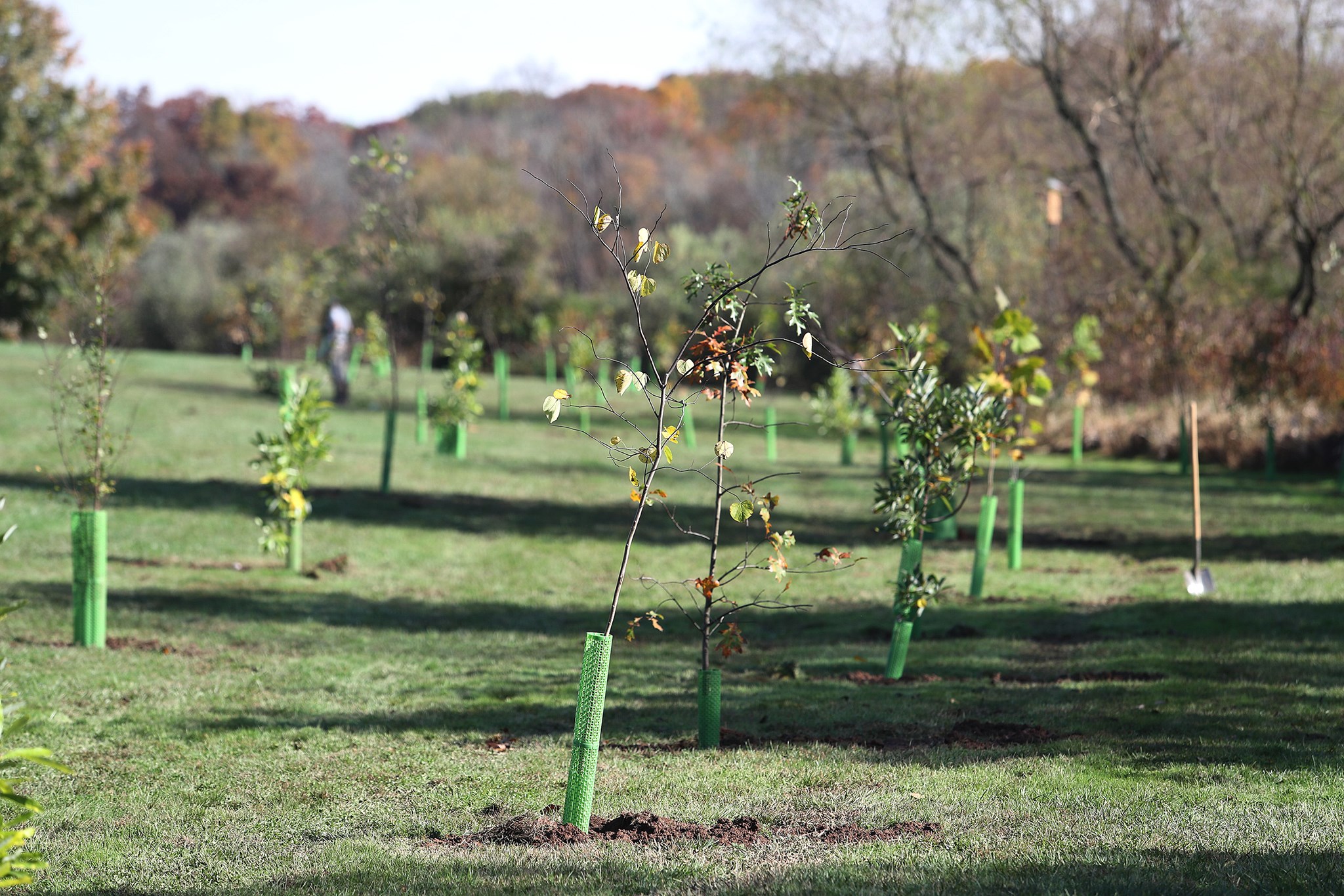 Mercer County Park Commission held a tree planting event at Rosedale Park